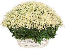 Цветочная композиция из Ромашки в корзине #REPLACE_PRED# Лихославле